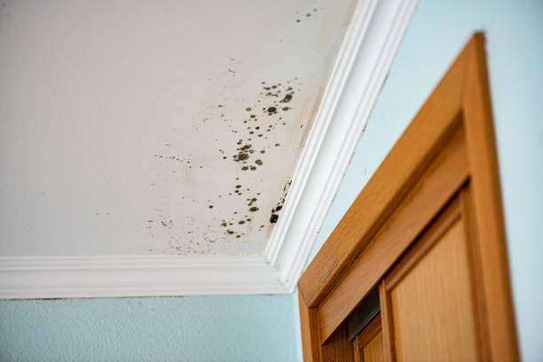 Best Attic Mold Removal  in Bonita Springs, FL