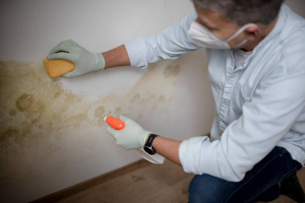 Best Commercial Mold Removal  in Bonita Springs, FL