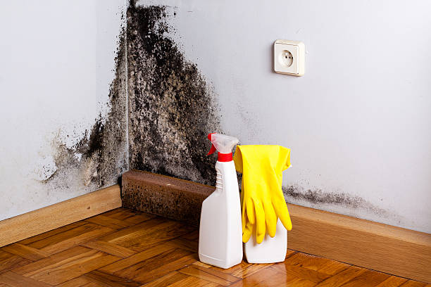 Best Attic Mold Removal  in Bonita Springs, FL